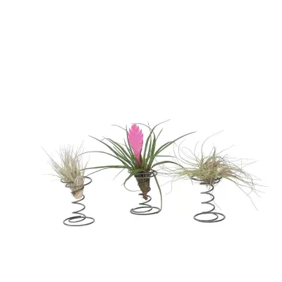 Tilancija 'Na spiralo' - 3 kos - Tillandsia - Višina 5-15cm - ⌀5cm