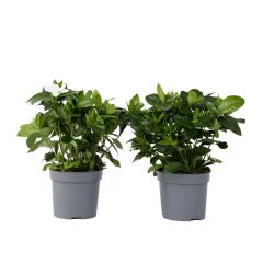 Navadna gardenija - 2 kos - Gardenia jasminoides - Višina 20-30cm - ⌀13cm