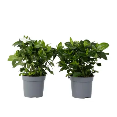 Navadna gardenija - 2 kos - Gardenia jasminoides - Višina 20-30cm - ⌀13cm