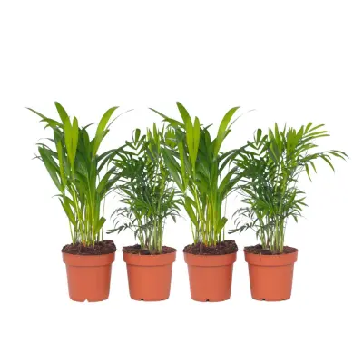 Majhne notranje dlani - 4 kos - Dypsis, Chamaedorea - Višina 25-40cm - ⌀12cm