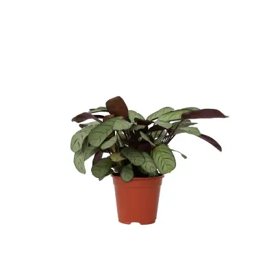 Marant - Ctenanthe burle-marxii 'Amagris' - Višina 25-35cm - ⌀14cm