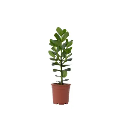 Balzam jabolko - Clusia rosea 'Princess' - Višina 50-60cm - ⌀17cm