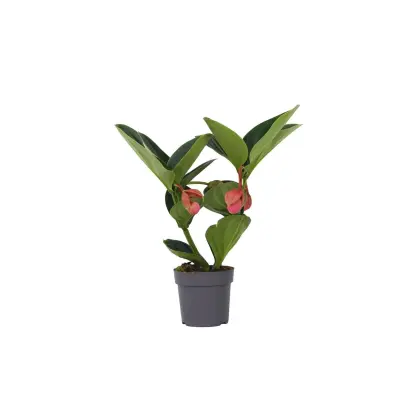 Veličastna medinila - Medinilla magnifica - Višina 40-50cm - ⌀14cm