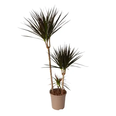 Dracena - Dracaena marginata 'Magenta' - Višina 110-130cm - ⌀24cm