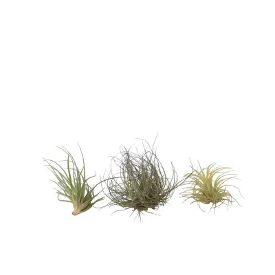 Tilancija - 3 kos - Tillandsia - Višina 5-15cm - ⌀5cm