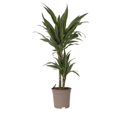 Dracena - Dracaena Deremensis 'Warneckei' - Višina 60-70cm - ⌀17cm