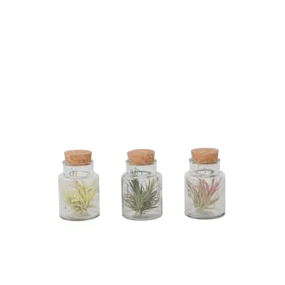 Tilancija - 3 kos - Tillandsia - Višina 5-15cm - ⌀5cm