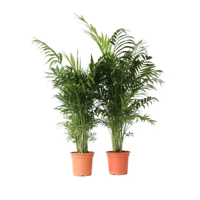 Gorska palma - 2 kos - Chamaedorea elegans - Višina 80-90cm - ⌀20cm