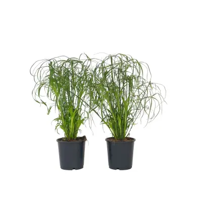 Papirjevec - 4 kos - Cyperus alternifolius - Višina 40-50cm - ⌀14cm
