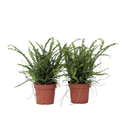 Nefrolepsis - 2 kos - Nephrolepis 'Duffii' - Višina 25-40cm - ⌀12cm