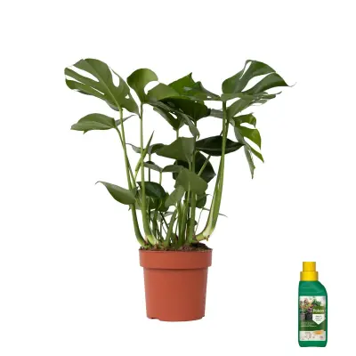 Navadna monstera - Monstera deliciosa - Višina 70-80cm - ⌀21cm