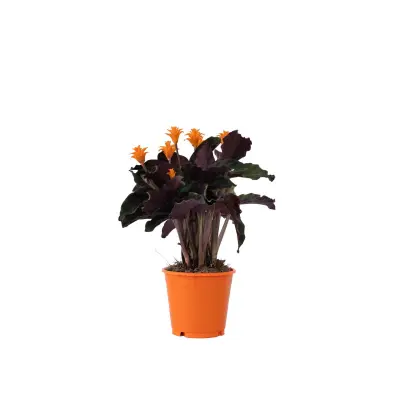 Kalateja - Calathea crocata 'Tassmania' - Višina 40-50cm - ⌀14cm