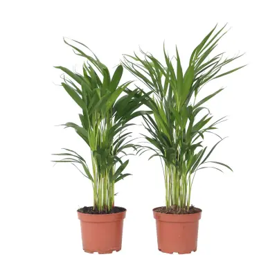 Palma areka - 4 kos - Dypsis lutescens - Višina 60-70cm - ⌀17cm