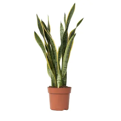 Taščin jezik - Sansevieria trifasciata Laurentii - Višina 65-75cm - ⌀21cm