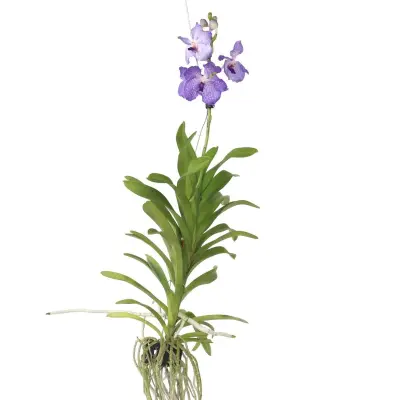Orhideja vanda - Vanda 'New Blue' - Višina 55-65cm
