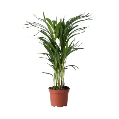 Palma areka - Dypsis lutescens - Višina 60-70cm - ⌀17cm