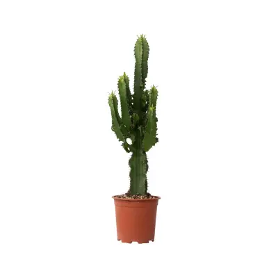 Kaktus kandelabra - Euphorbia ingens - Višina 50-60cm - ⌀17cm