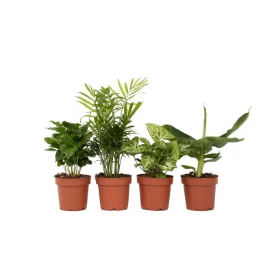 Lepe sobne rastline - 4 kos - Višina 25-40cm - ⌀12cm