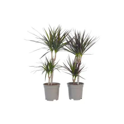 Dracena - 2 kos - Dracaena marginata - Višina 70-80cm - ⌀17cm