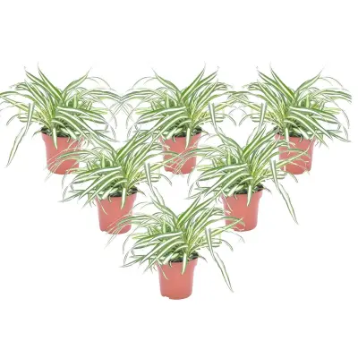 Rastlina pajek - 6 kos - Chlorophytum comosum 'Atlantic' - V25-40cm - ⌀12cm