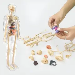 3D model za učenje anatomije človeškega telesa | FLESHTOPIA