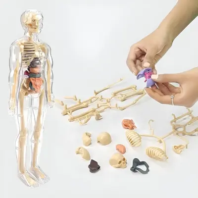 3D model za učenje anatomije človeškega telesa | FLESHTOPIA