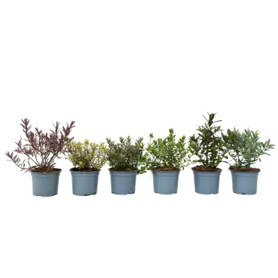 Grmasti jetičnik - 6 kos - Hebe pinguifolia - Višina 15-20cm - ⌀10,5cm