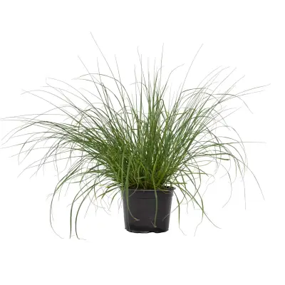 Lisičjerepa perjanka - Pennisetum alopecuroides 'Hameln' - V20-30cm - ⌀23cm