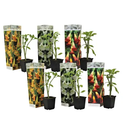 Kristavec - 6 kos - Brugmansia - Višina 25-40cm - ⌀9cm