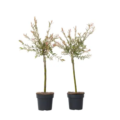 Vrba - 2 kos - Salix integra 'Flamingo' - Višina 60-80cm - ⌀17cm