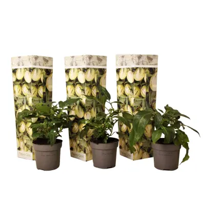 Pepino - 3 kos - Solanum Muricatum 'Pepino gold' - Višina 25-40cm - ⌀9cm