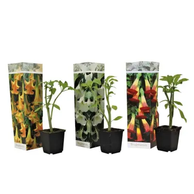 Kristavec - 3 kos - Brugmansia - Višina 25-40cm - ⌀9cm
