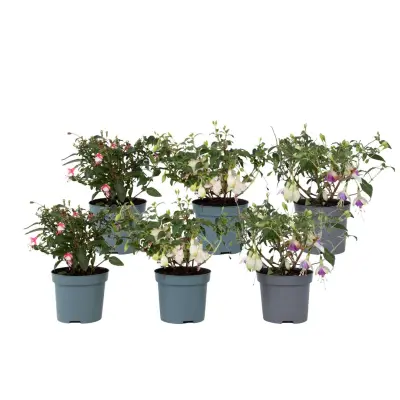 Fuksija - 6 kos - Fuchsia magellanica - Višina 10-20cm - ⌀9cm