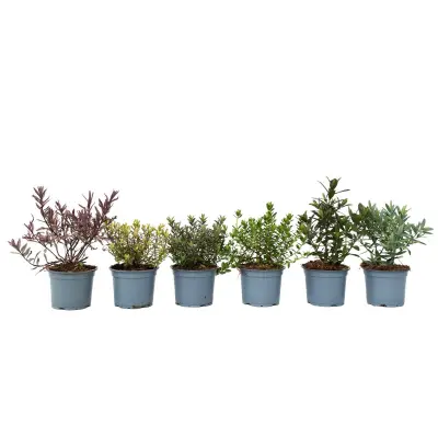 Grmasti jetičnik - 12 kos - Hebe pinguifolia - Višina 15-20cm - ⌀10,5cm