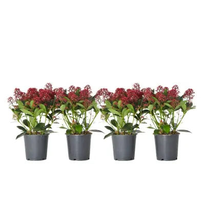 Japonska skimija - 4 kos - Skimmia japonica 'Rubella' - Višina 35-45cm - ⌀15cm