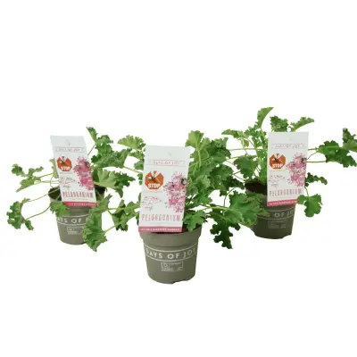 Pelargonija - 3 kos - Pelargonium 'Pink Capitatum' - Višina 15-25cm - ⌀10cm