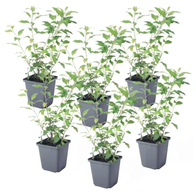 Encijanov grm - 6 kos - Lycianthes rantonnetii - Višina 25-40cm - ⌀9cm
