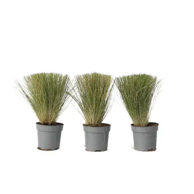 Bodalica - 3 kos - Stipa tenuifolia 'Pony Tails' - Višina 20-30cm - ⌀9cm