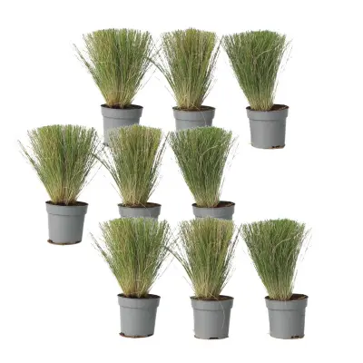 Bodalica - 9 kos - Stipa tenuifolia 'Pony Tails' - Višina 20-30cm - ⌀9cm