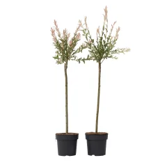 Vrba - 2 kos - Salix integra 'Flamingo' - Višina 90-110cm - ⌀19cm