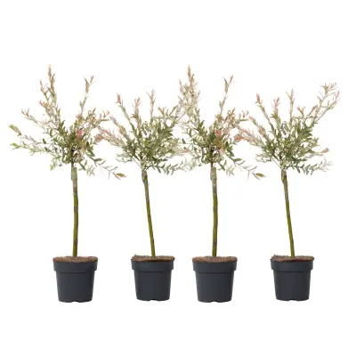 Vrba - 4 kos - Salix integra 'Flamingo' - Višina 60-80cm - ⌀17cm
