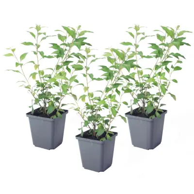 Encijanov grm - 3 kos - Lycianthes rantonnetii - Višina 25-40cm - ⌀9cm