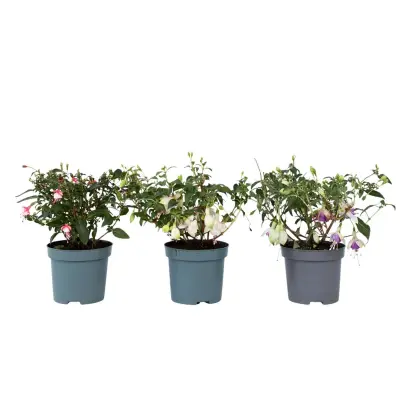 Fuksija - 3 kos - Fuchsia magellanica - Višina 10-20cm - ⌀9cm