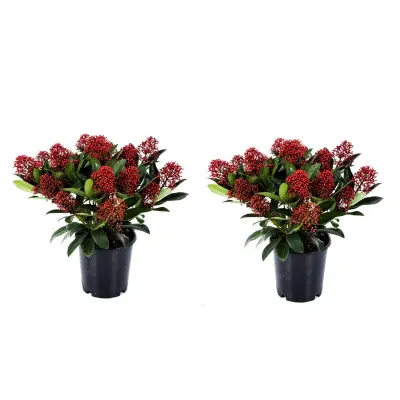 Japonska skimija - 2 kos - Skimmia japonica 'Rubella' - Višina 35-45cm - ⌀15cm
