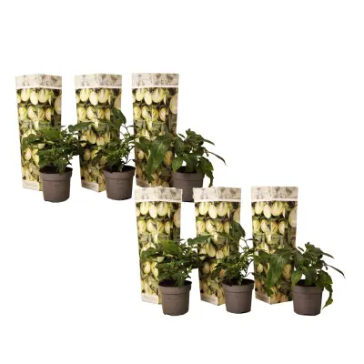 Pepino - 6 kos - Solanum Muricatum 'Pepino gold' - Višina 25-40cm - ⌀9cm
