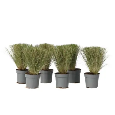 Bodalica - 6 kos - Stipa tenuifolia 'Pony Tails' - Višina 20-30cm - ⌀9cm