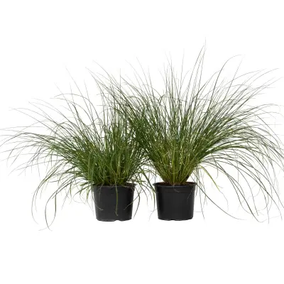Lisičjerepa perjanka - 2 kos - Pennisetum 'Hameln' - V20-30cm - ⌀23cm