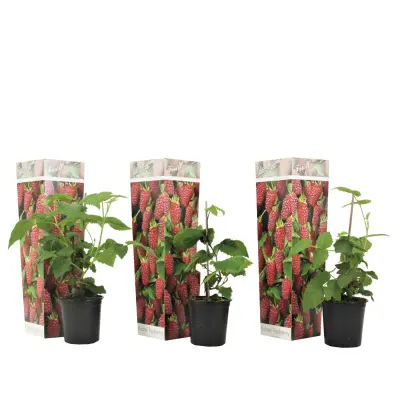 Križanec Malina - 3 kos - Rubus 'Tayberry' - Višina 25-40cm - ⌀9cm