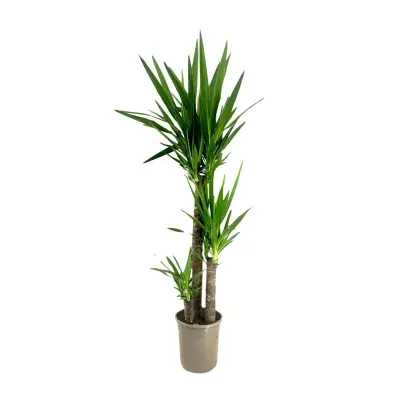 Prstasta juka - Yucca elephantipes - Višina 130-140cm - ⌀24cm