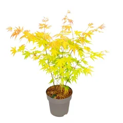 Japonski javor - Acer palmatum 'Orange Dream' - Višina 35-55cm - ⌀15cm